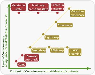 The Neural Correlates of Consciousness and Attention: Two Sister Processes of the Brain